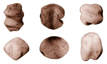 Poverty Point Objects