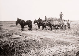 A Sugarcane Cart