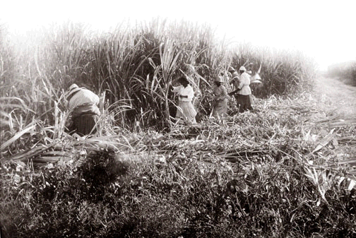 Sugarcane Harvest