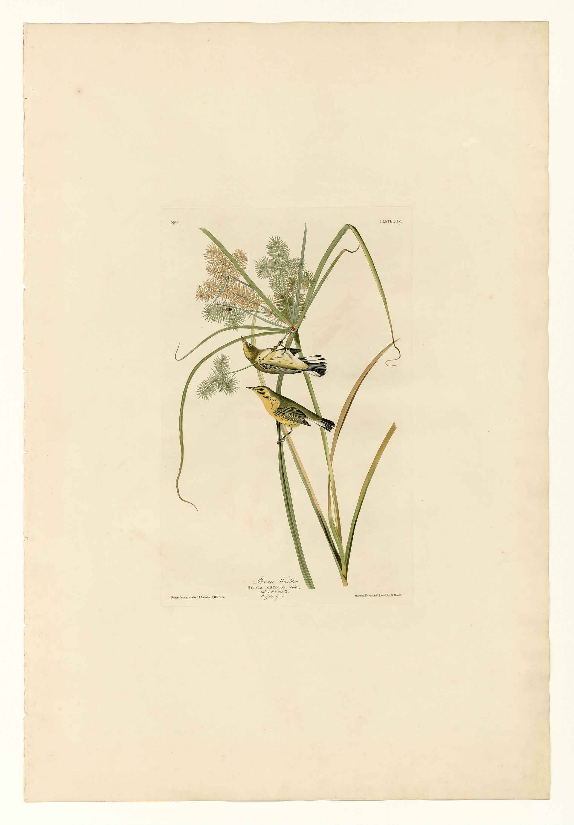 Plate XIV. Prairie Warbler