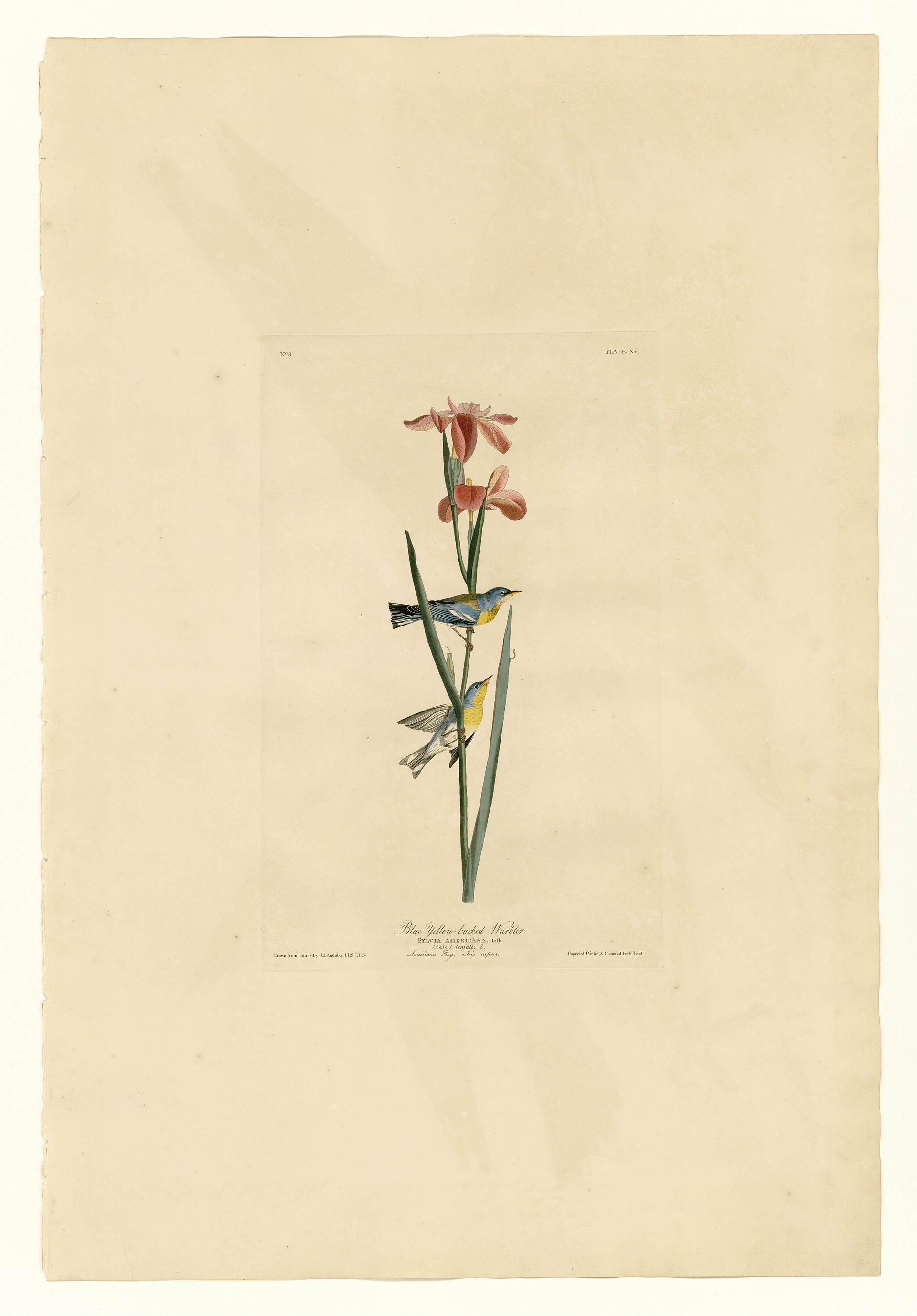 Plate XV. Blue Yellow-backed Warbler