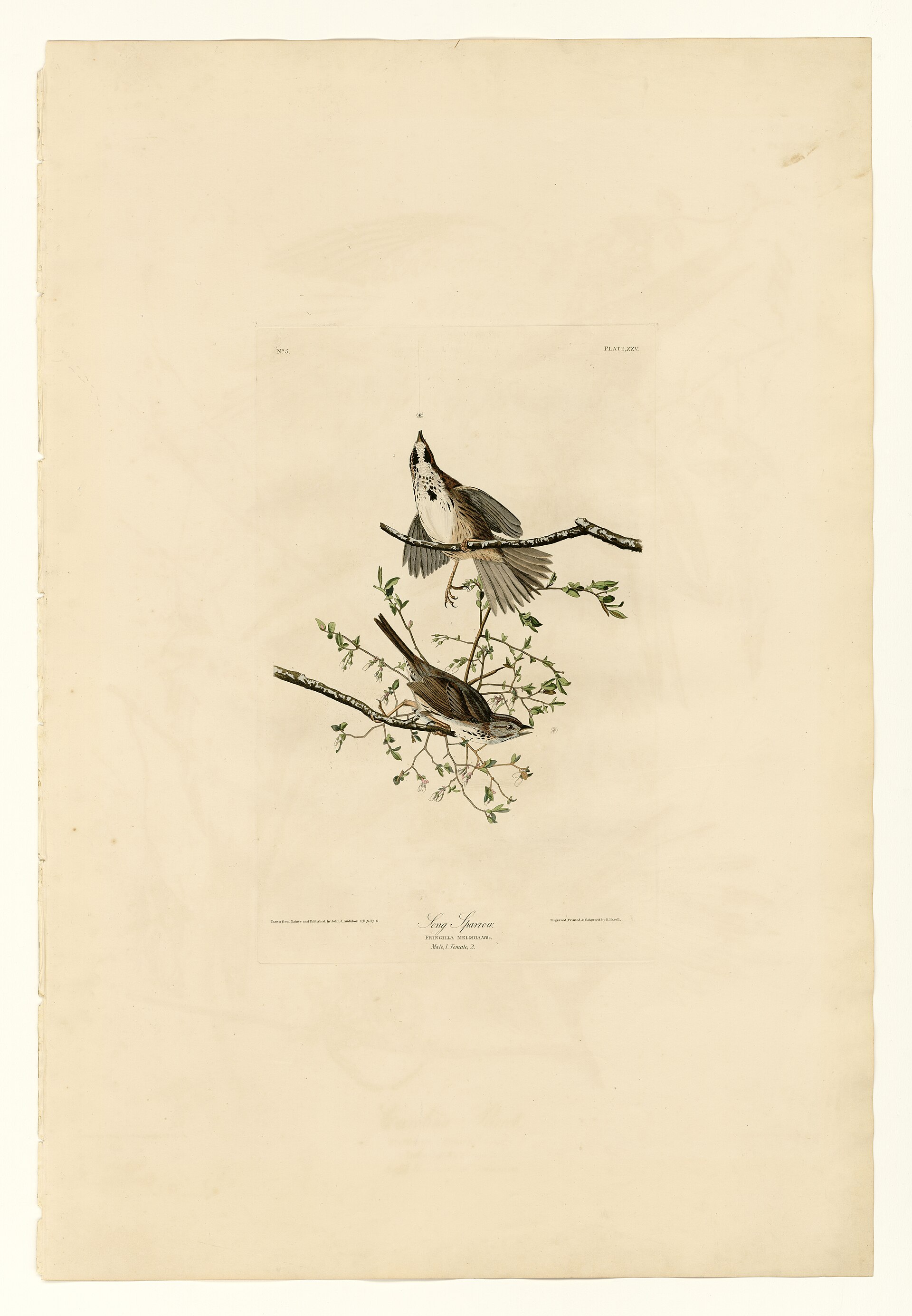 Plate XXV. Song Sparrow