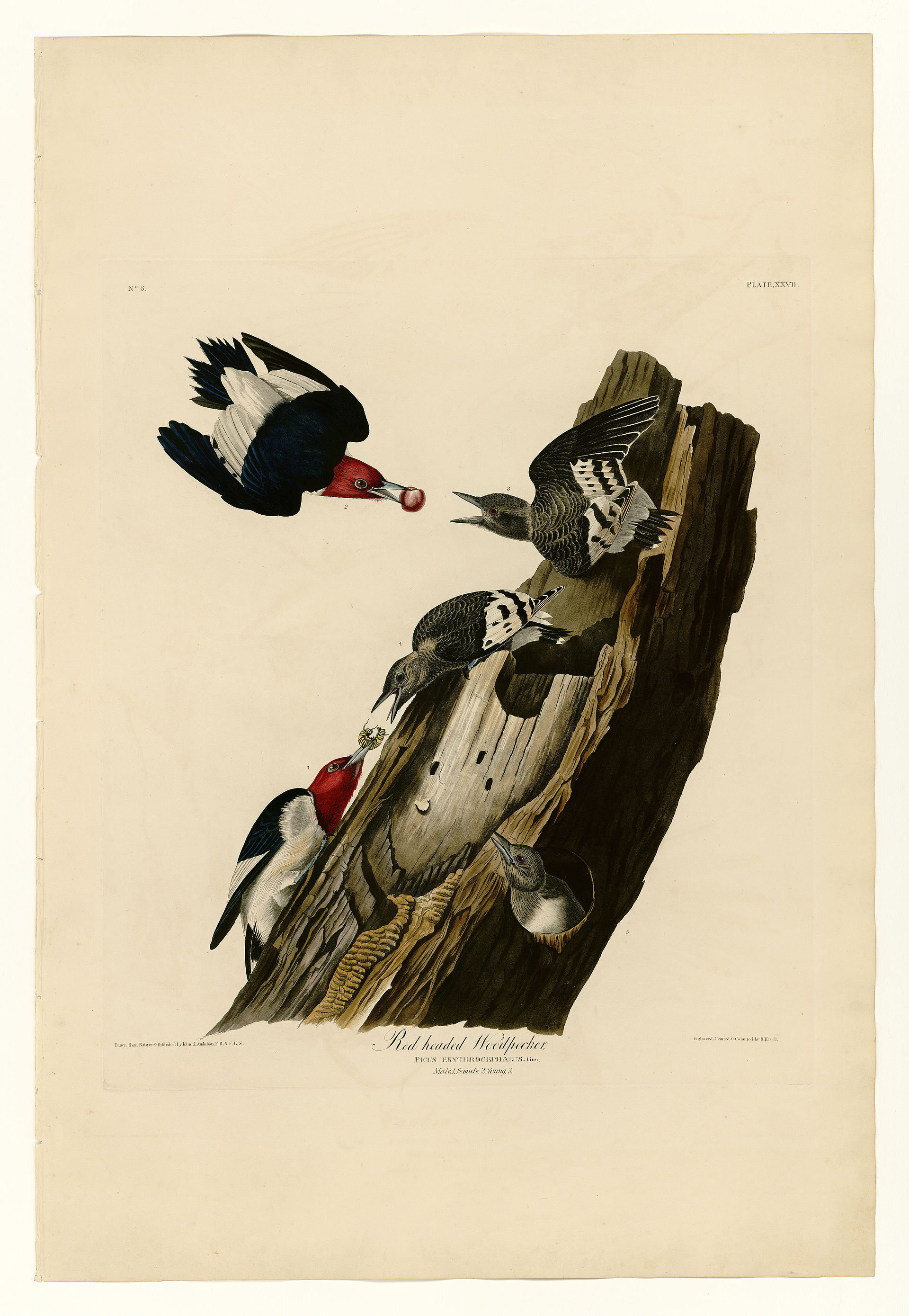Plate XXVII. Red-headed Woodpecker