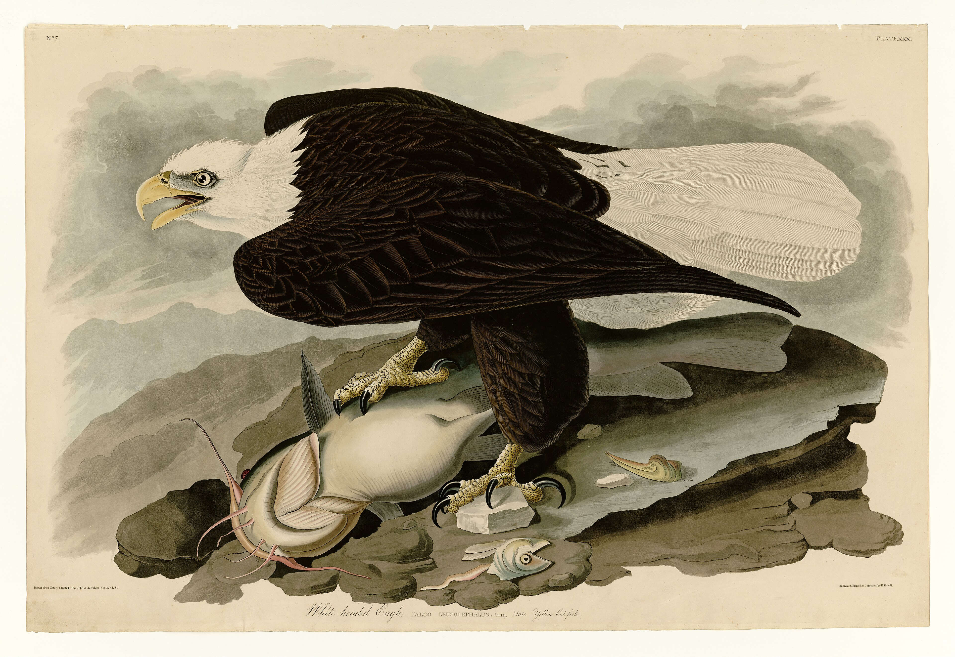 Plate XXXI. White-headed Eagle