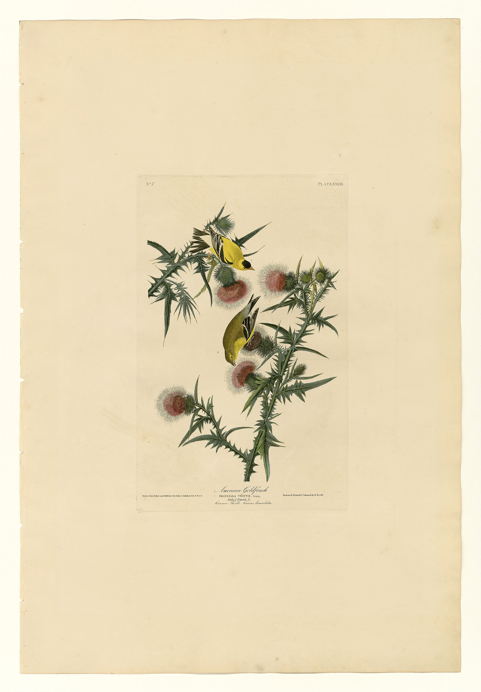 Plate XXXIII. American Goldfinch