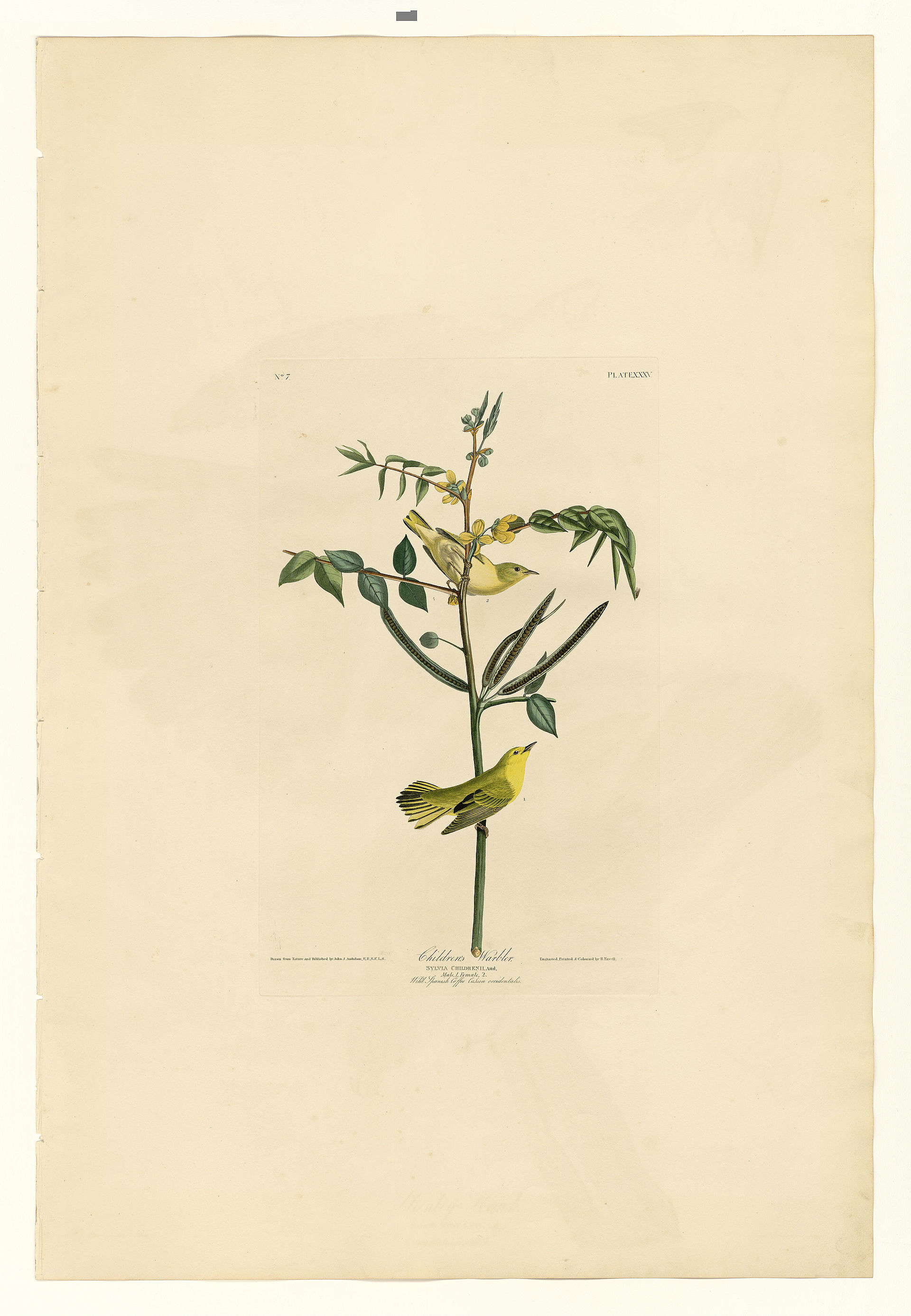 Plate XXXV. Children&rsquo;s Warbler