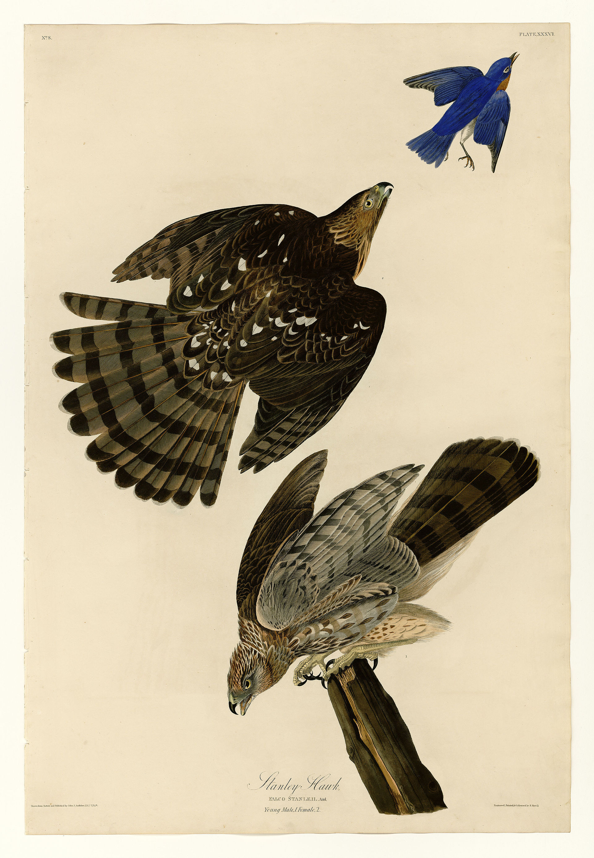 Plate XXXVI. Stanley Hawk