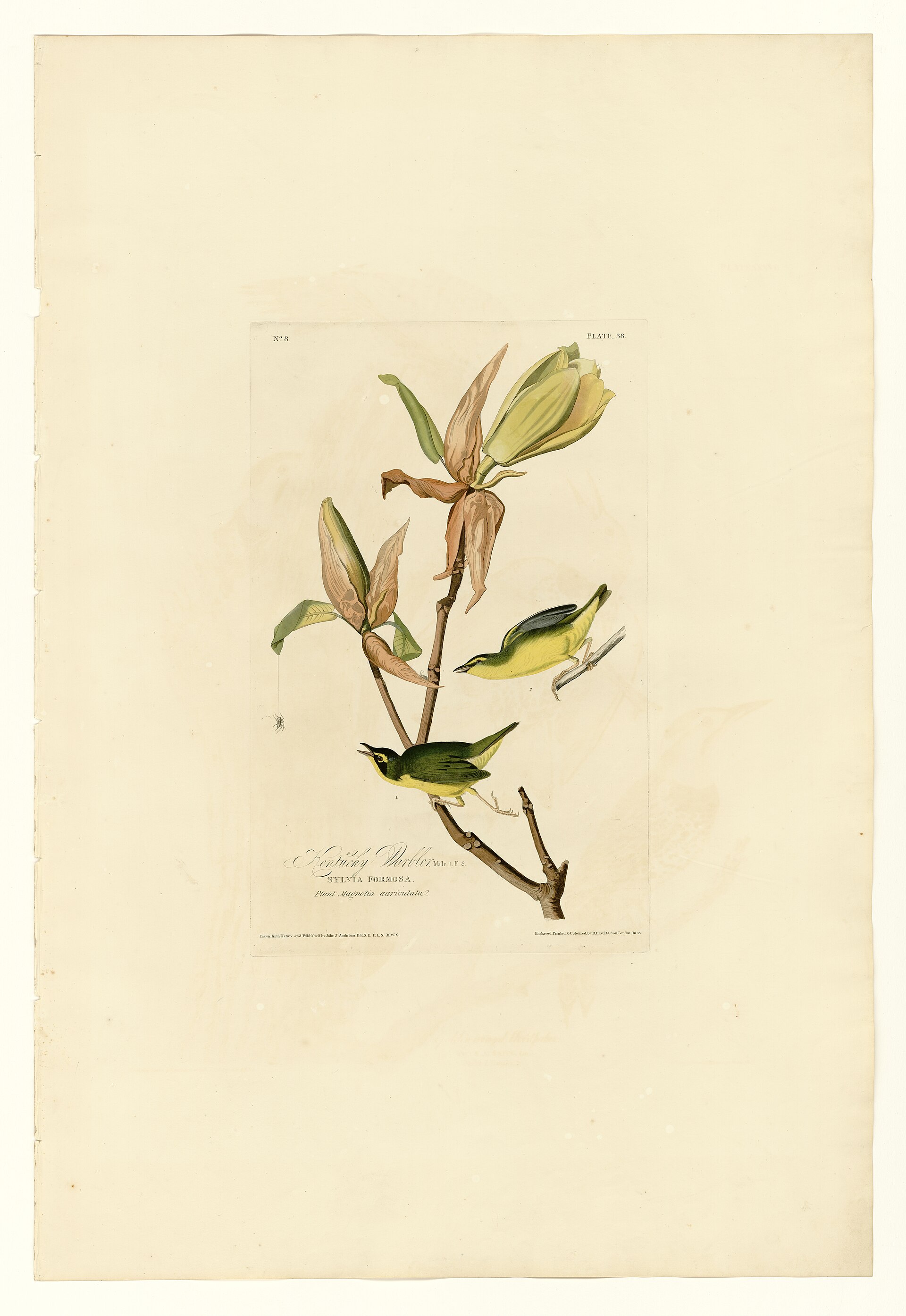 Plate XXXVIII. Kentucky Warbler