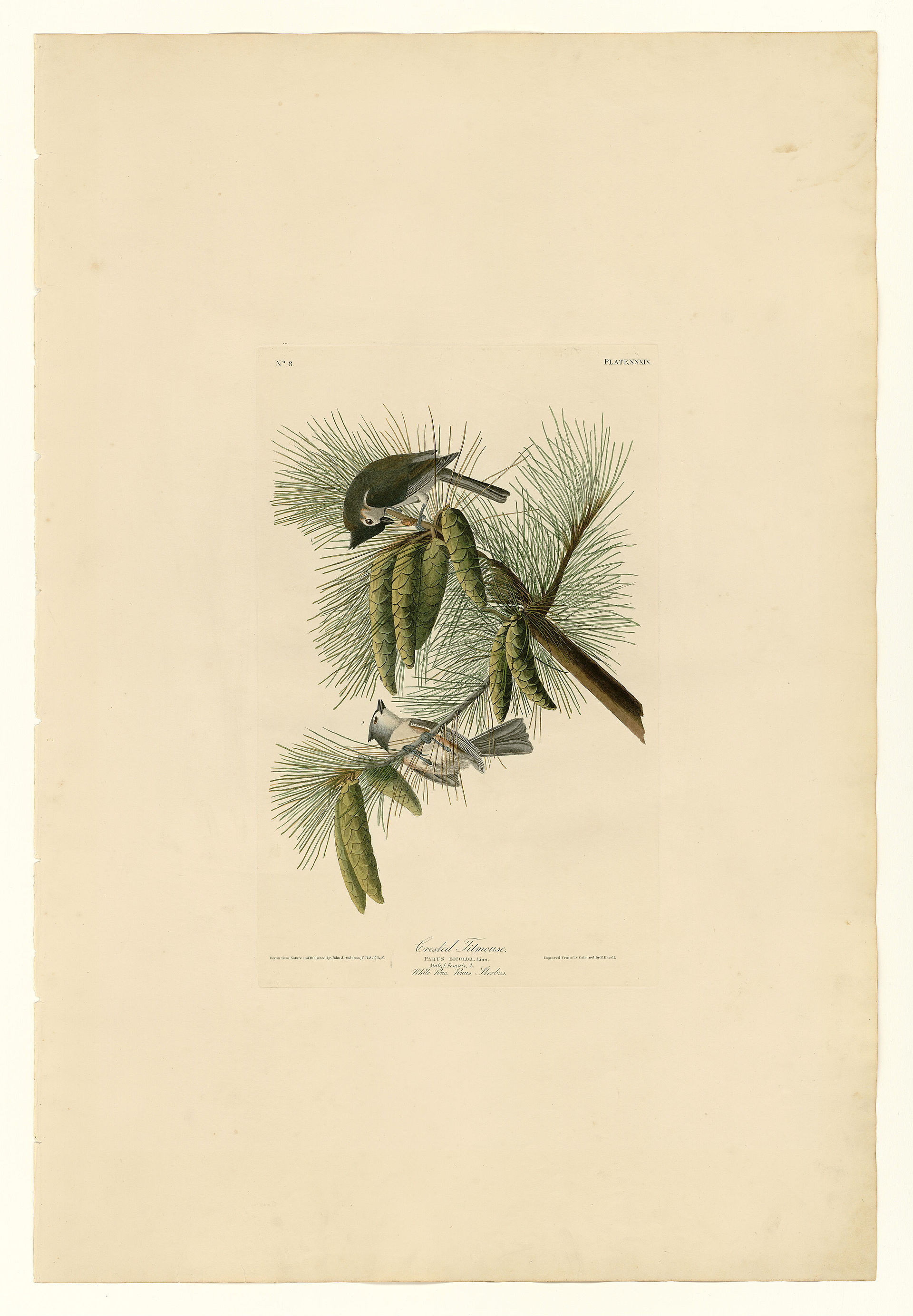 Plate XXXIX. Crested Titmouse