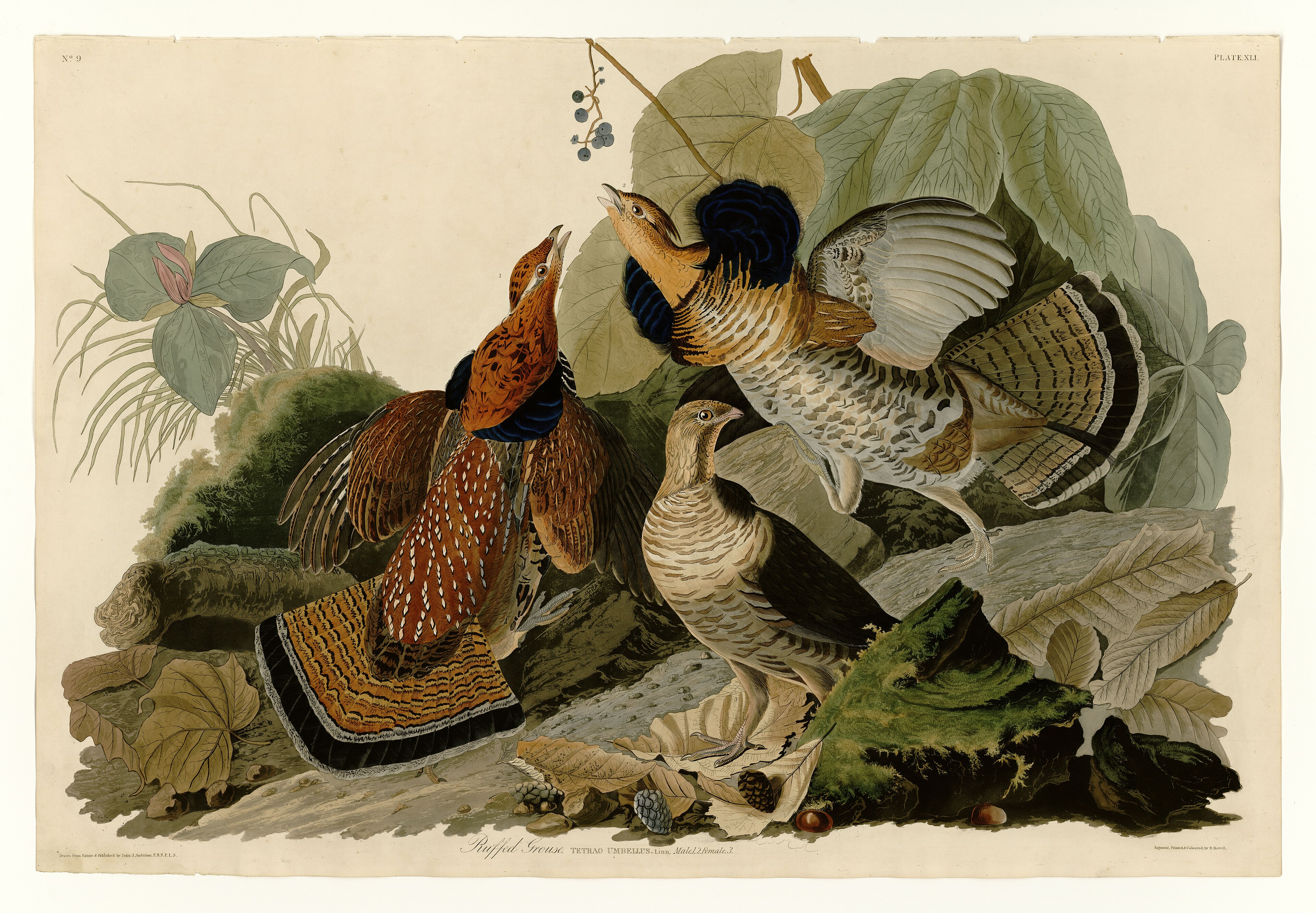 Plate XLI. Ruffed Grouse