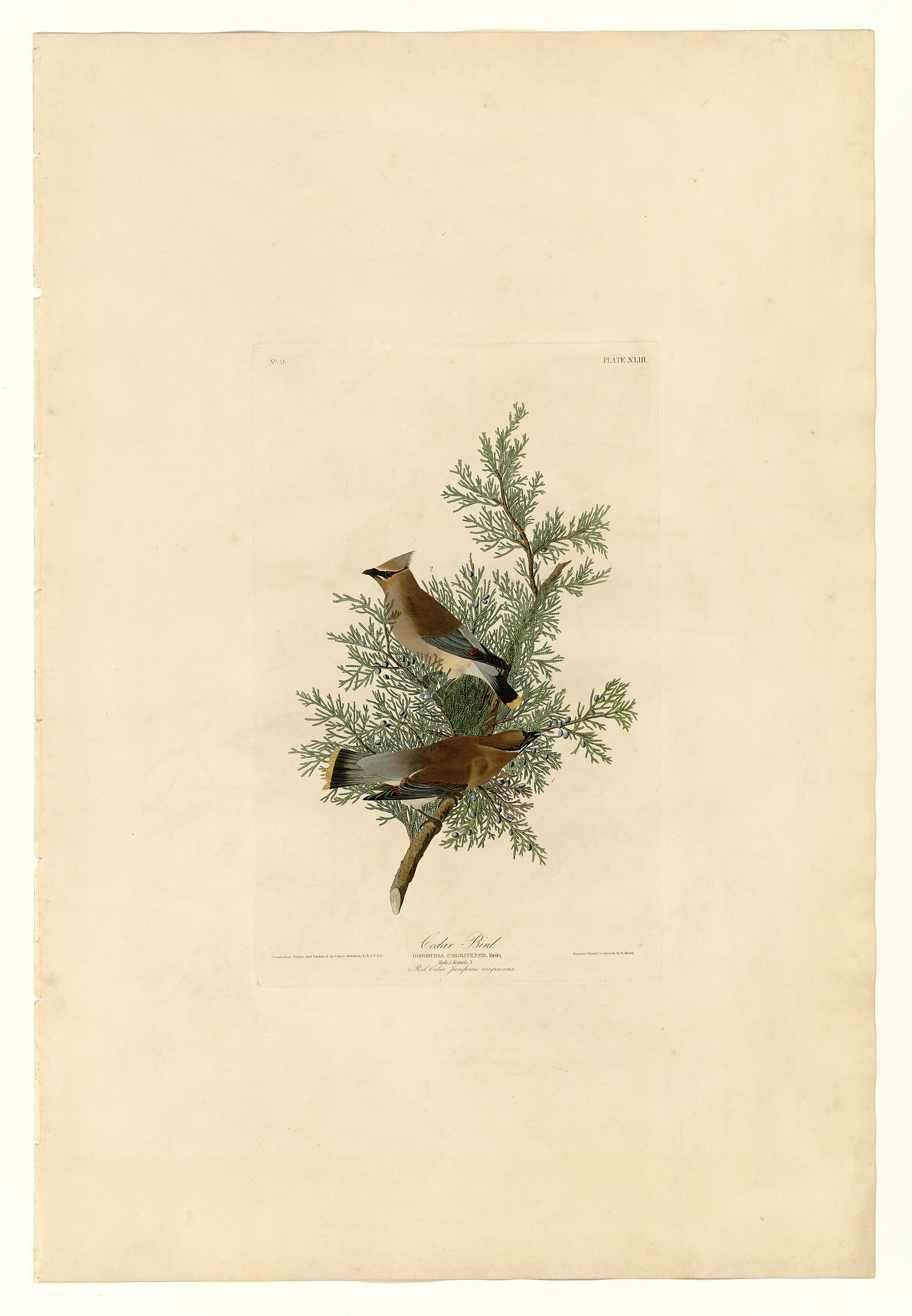 Plate XLIII. Cedar Bird