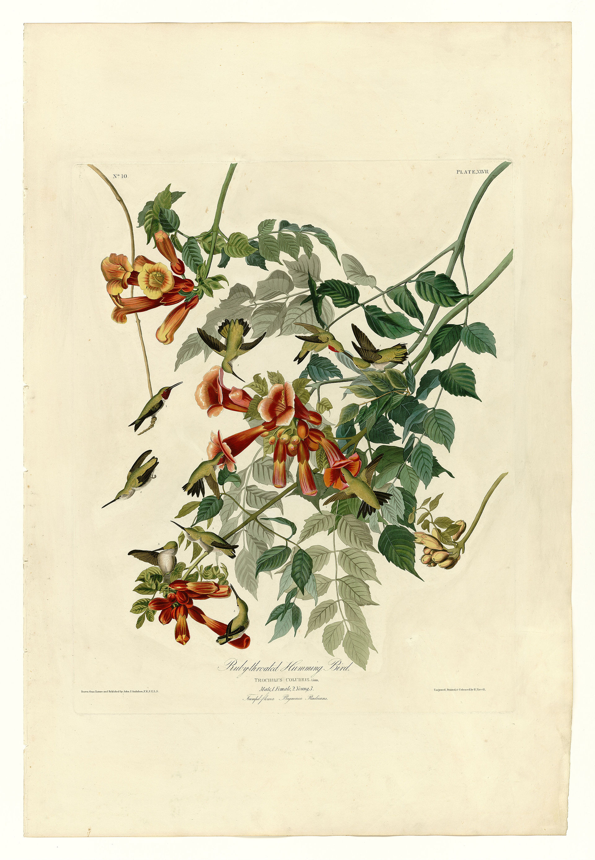 Plate XLVII. Ruby-throated Humming Bird