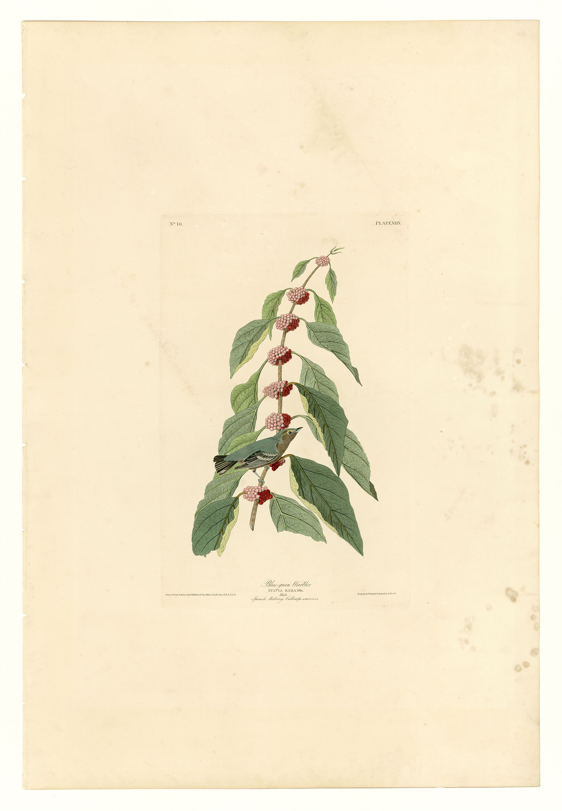 Plate XLIX. Blue-green Warbler