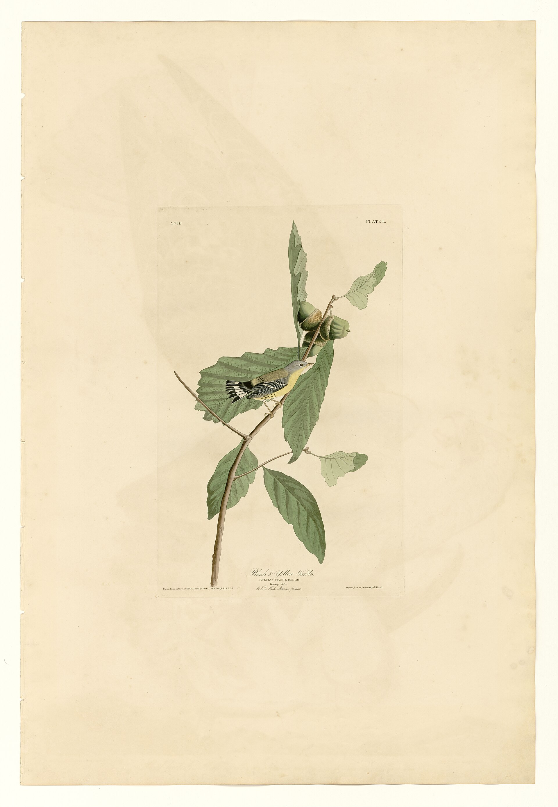 Plate L. Black & Yellow Warbler