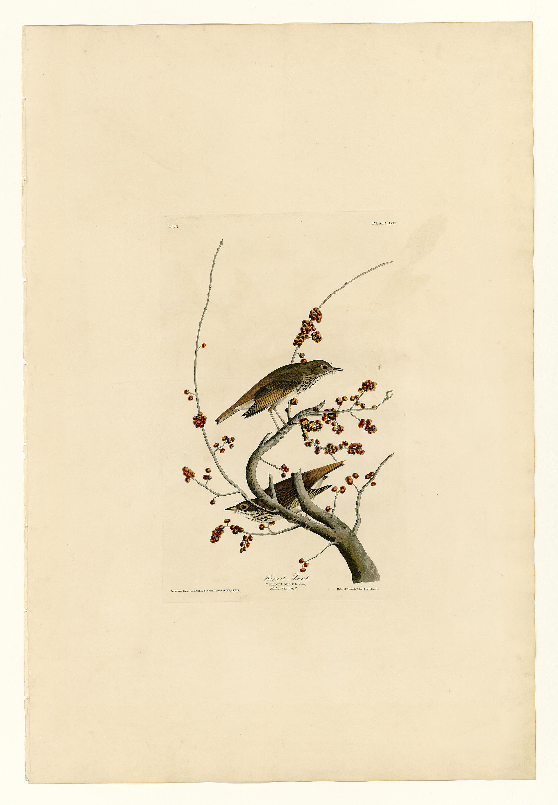 Plate LVIII. Hermit Thrush