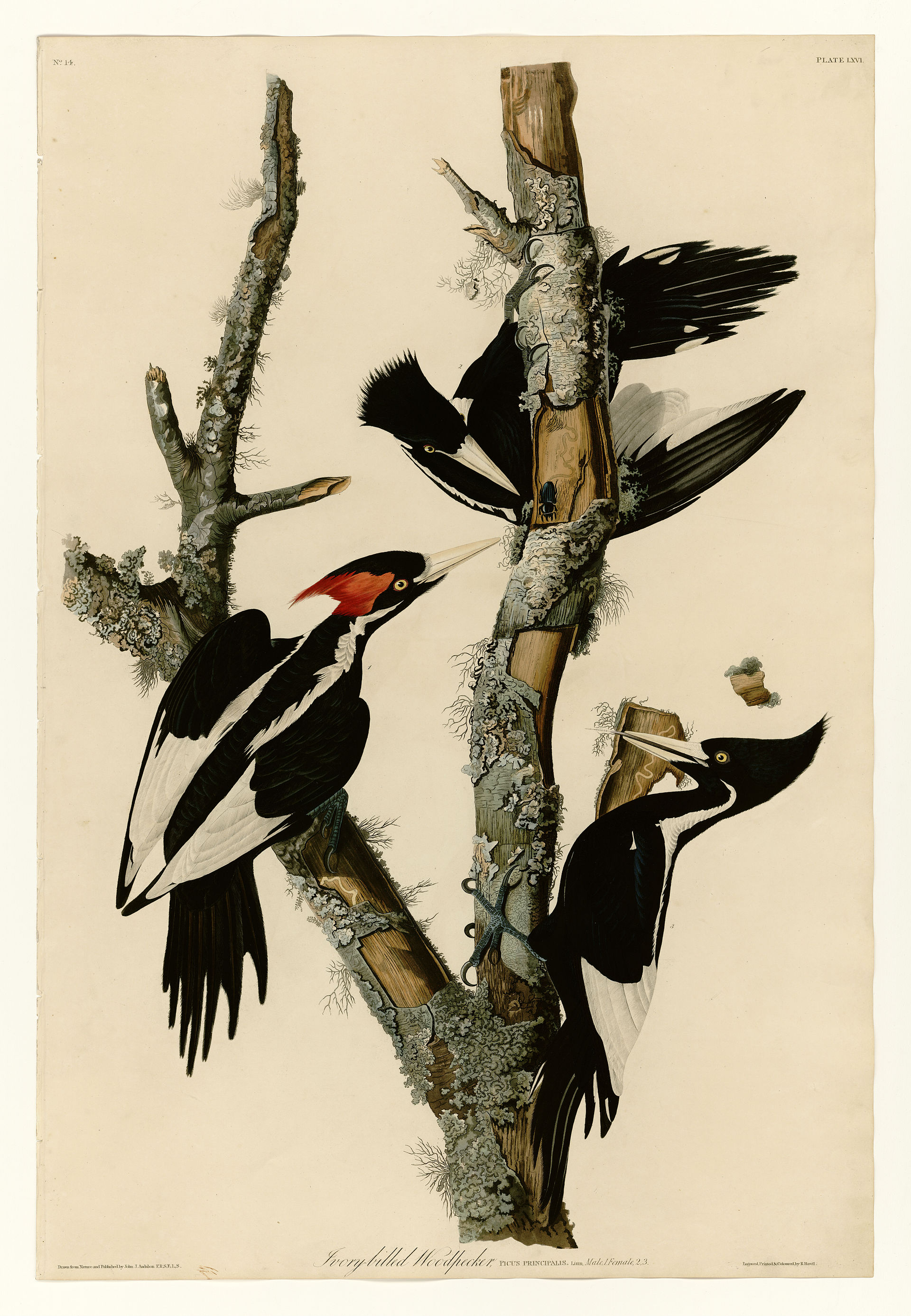 Plate LXVI. Ivory-billed Woodpecker