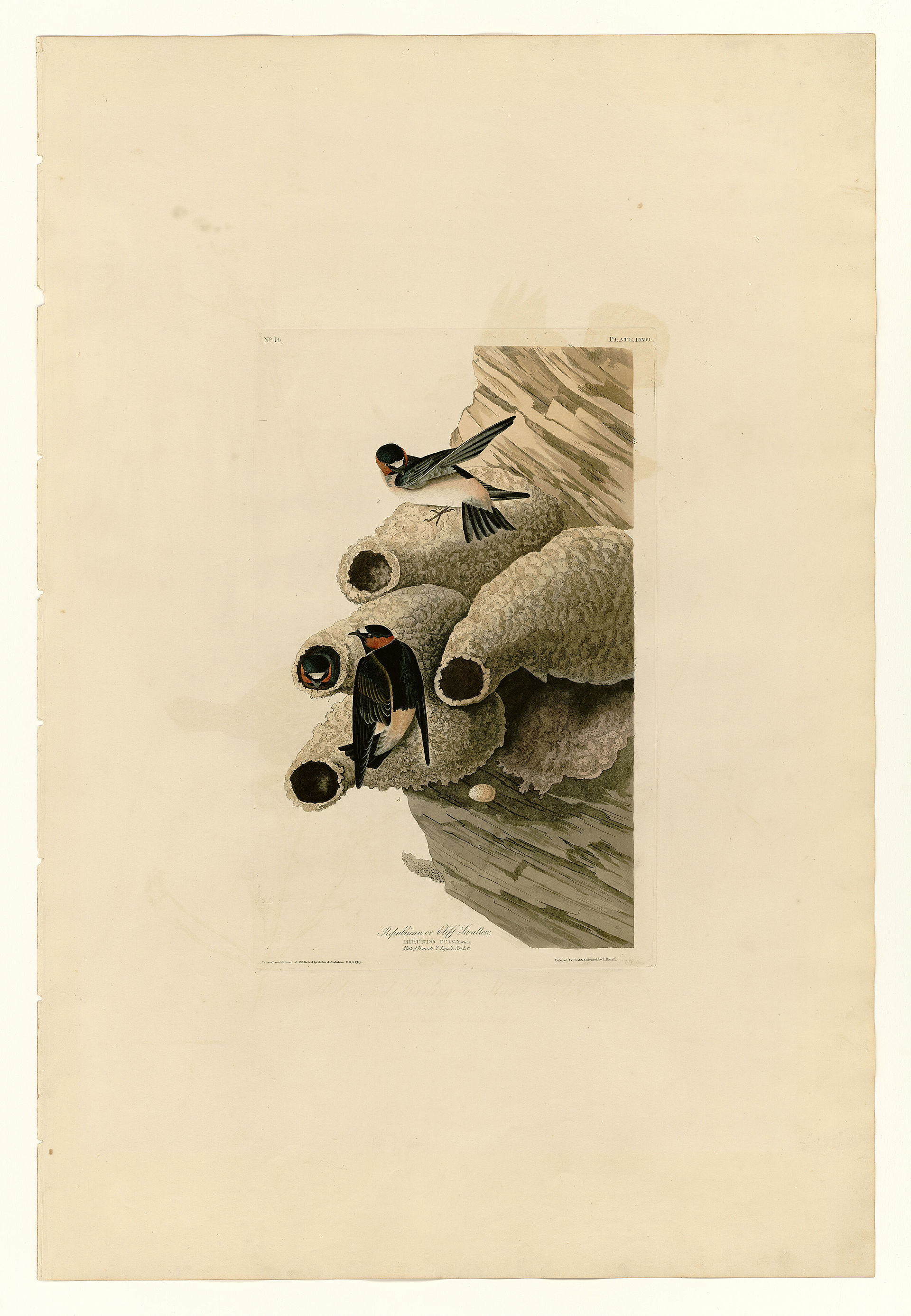 Plate LXVIII. Republican or Cliff Swallow