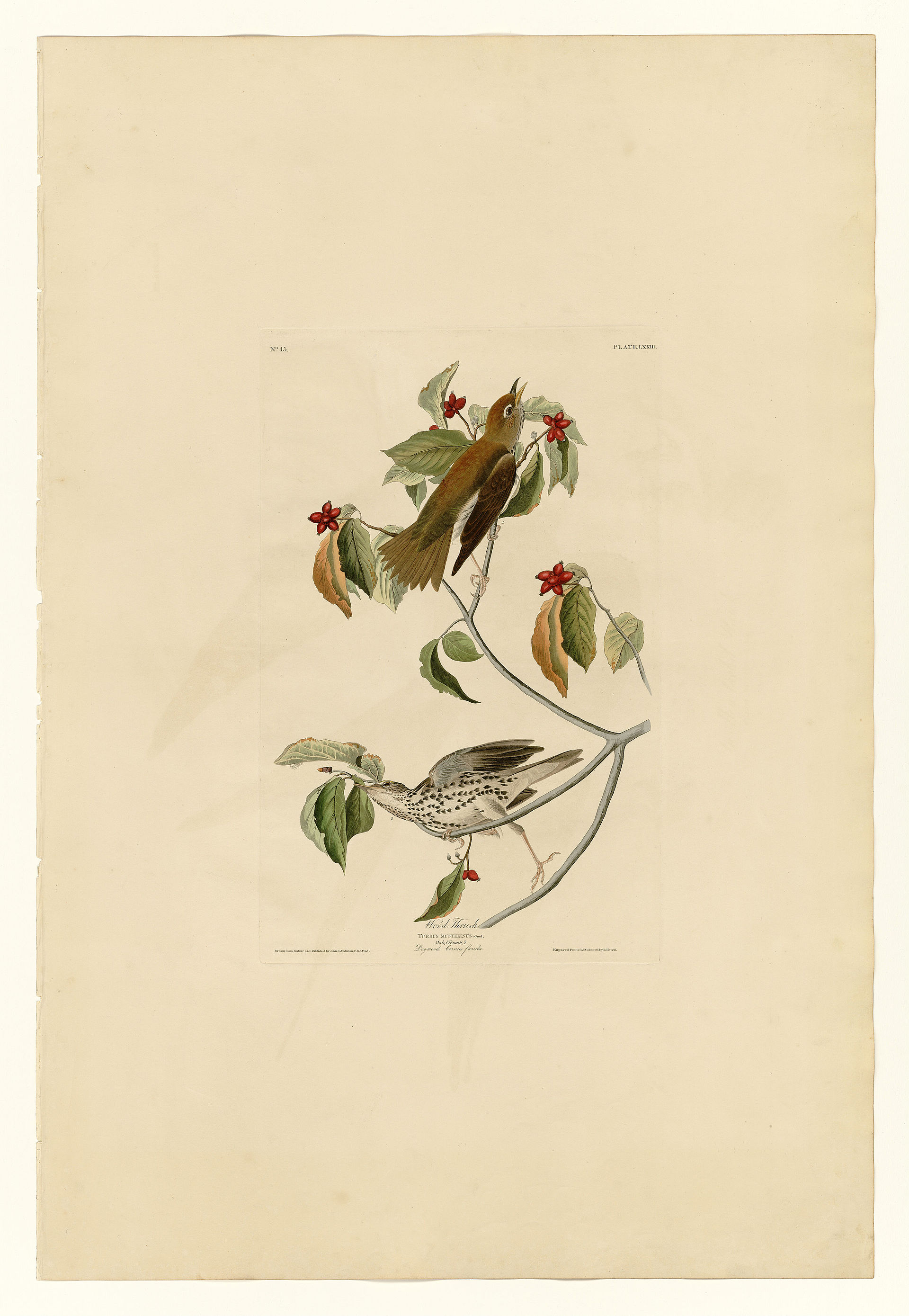 Plate LXXIII. Wood Thrush