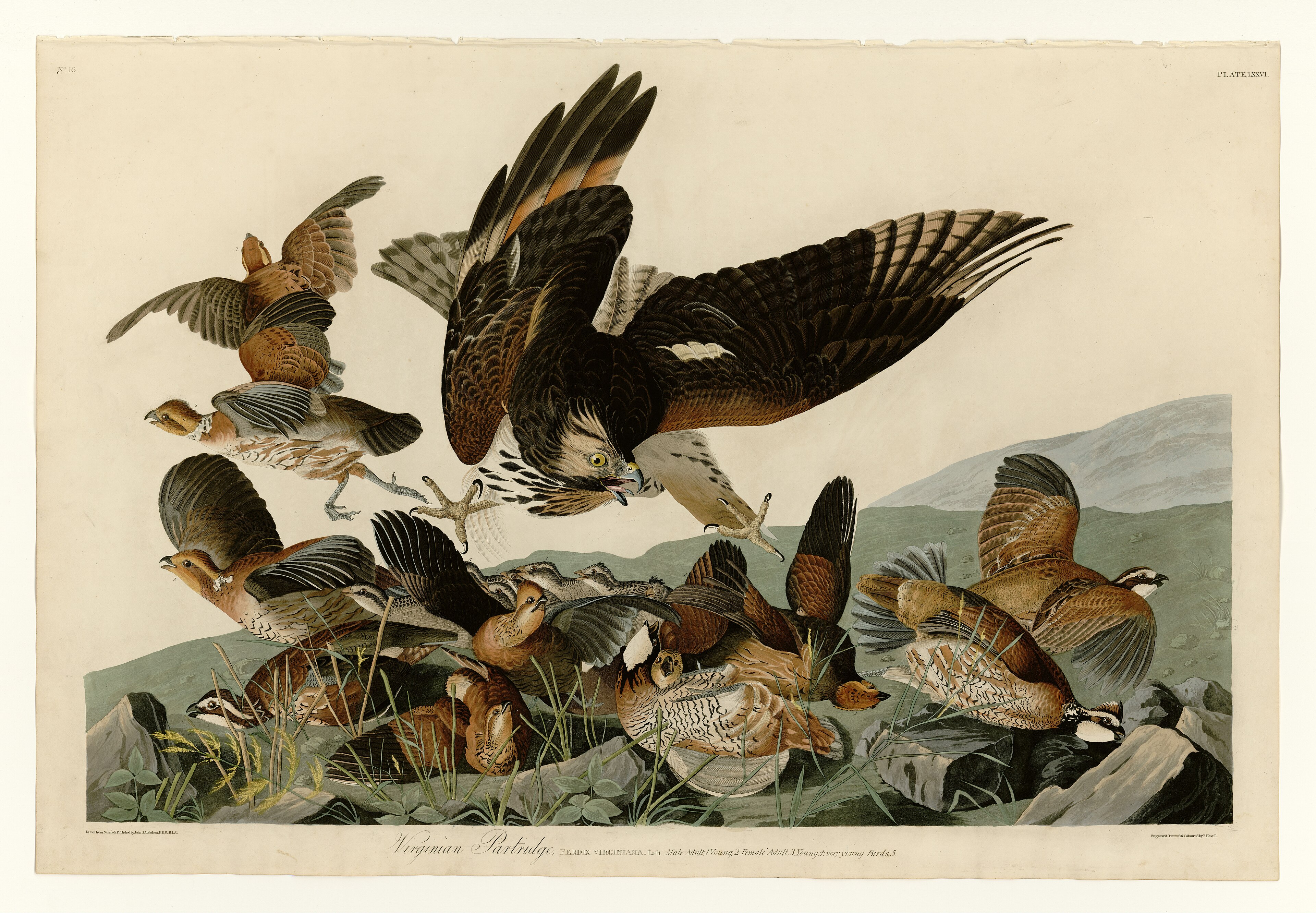 Plate LXXVI. Virginian Partridge