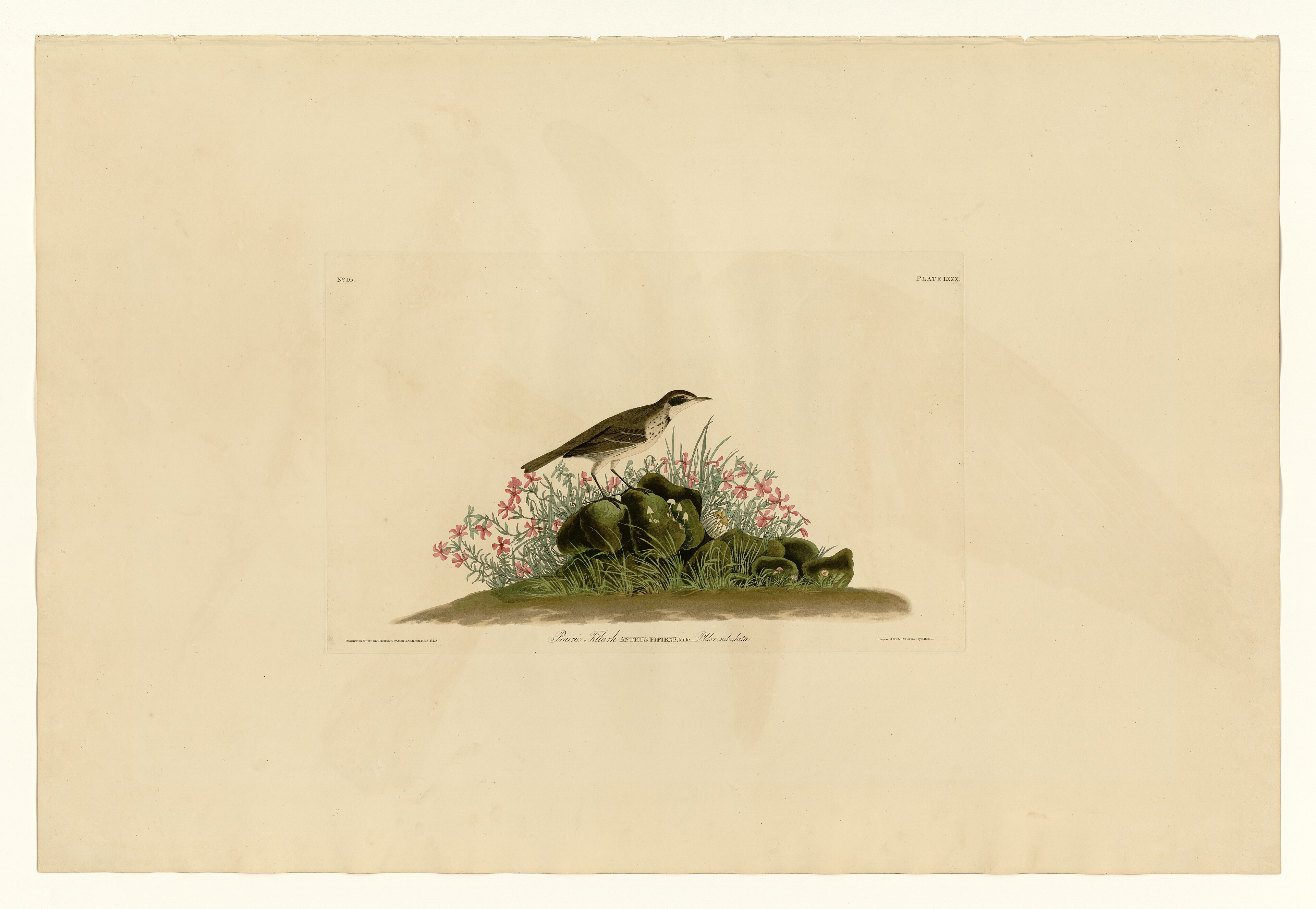 Plate LXXX. Prairie Titlark