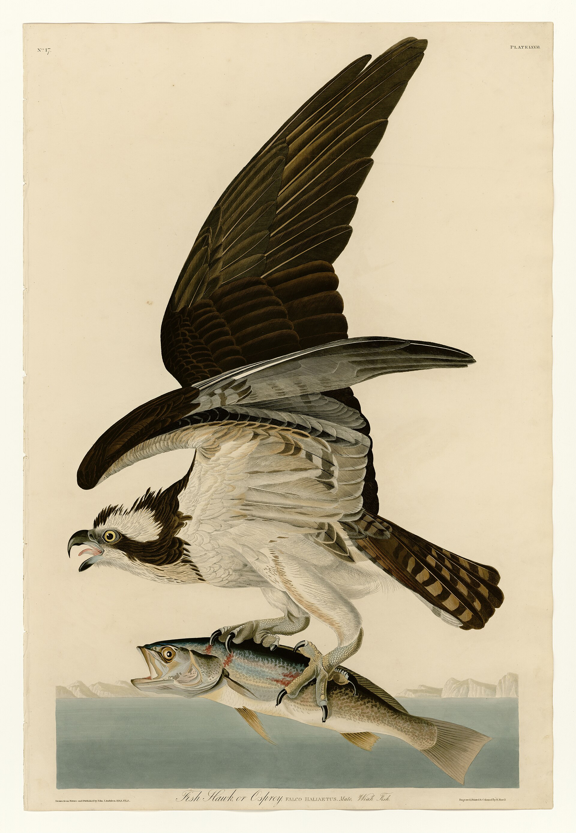 Plate LXXXI. Fish Hawk or Osprey