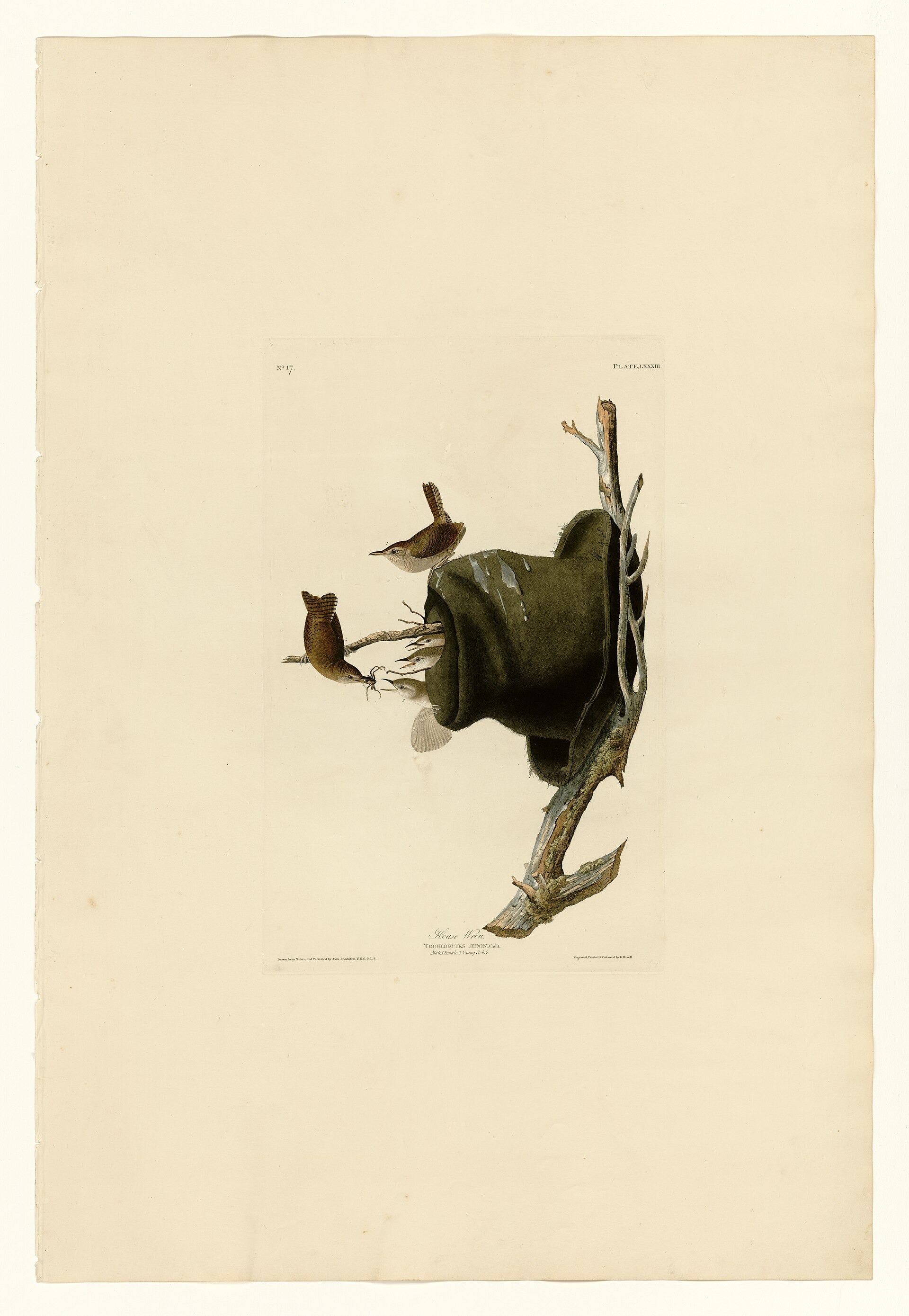 Plate LXXXIII. House Wren