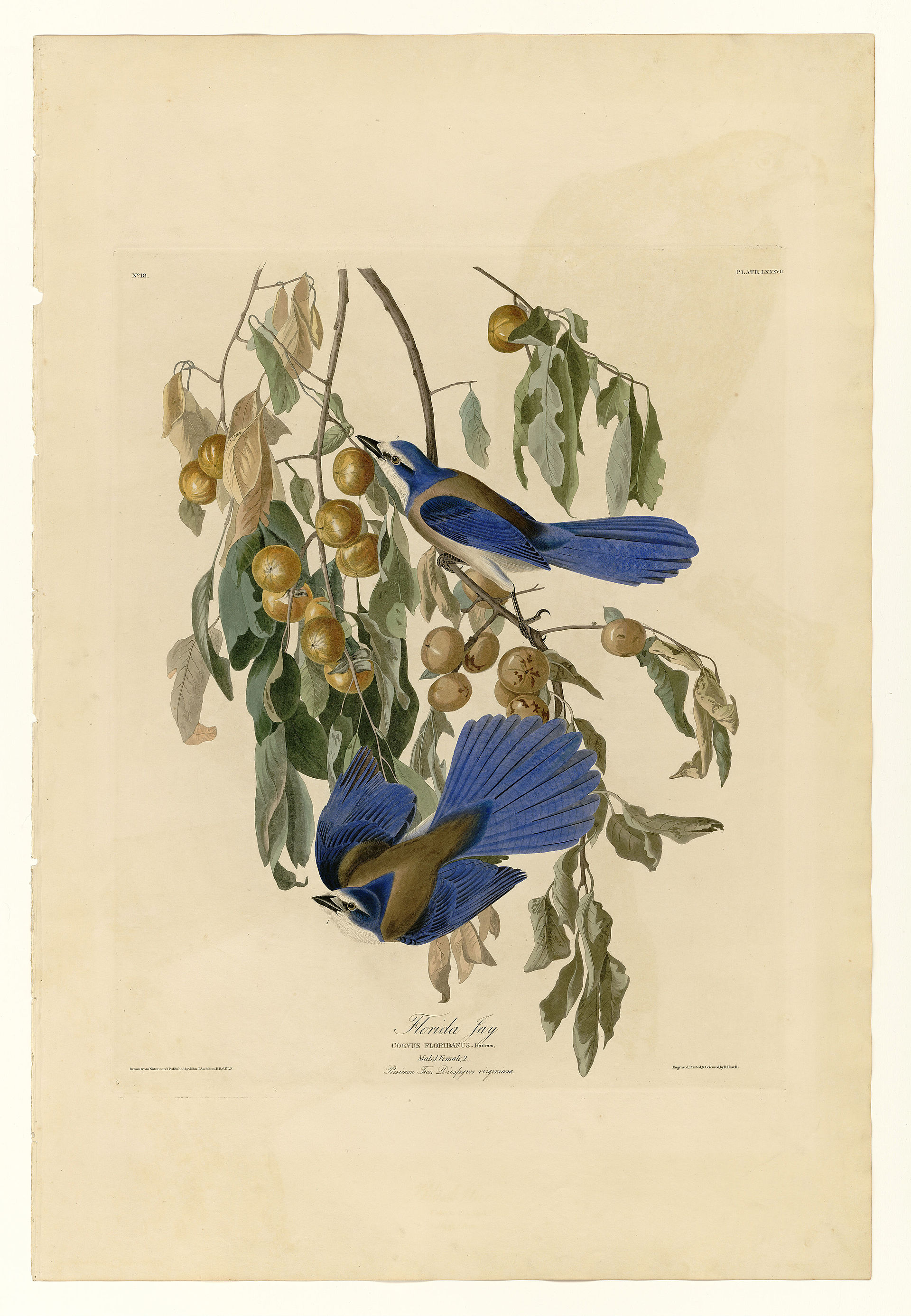 Plate LXXXVII. Florida Jay