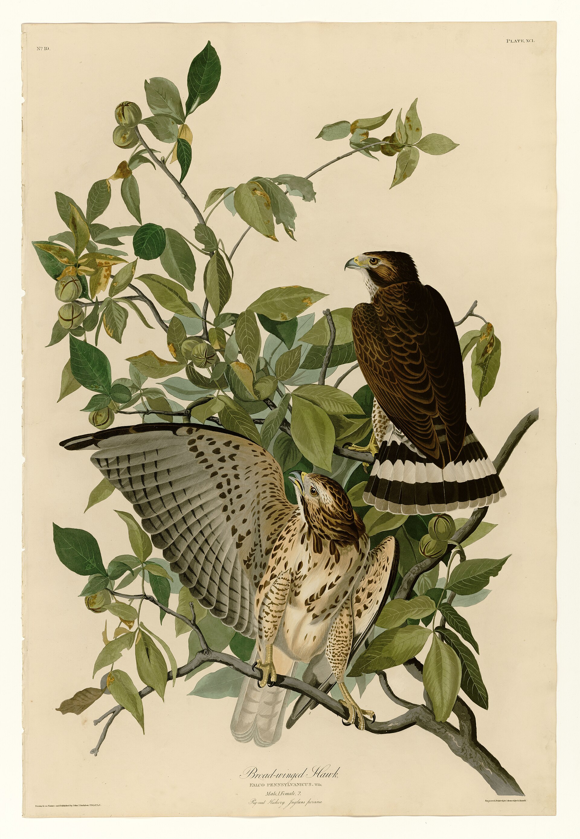 Plate XCI. Broad-winged Hawk