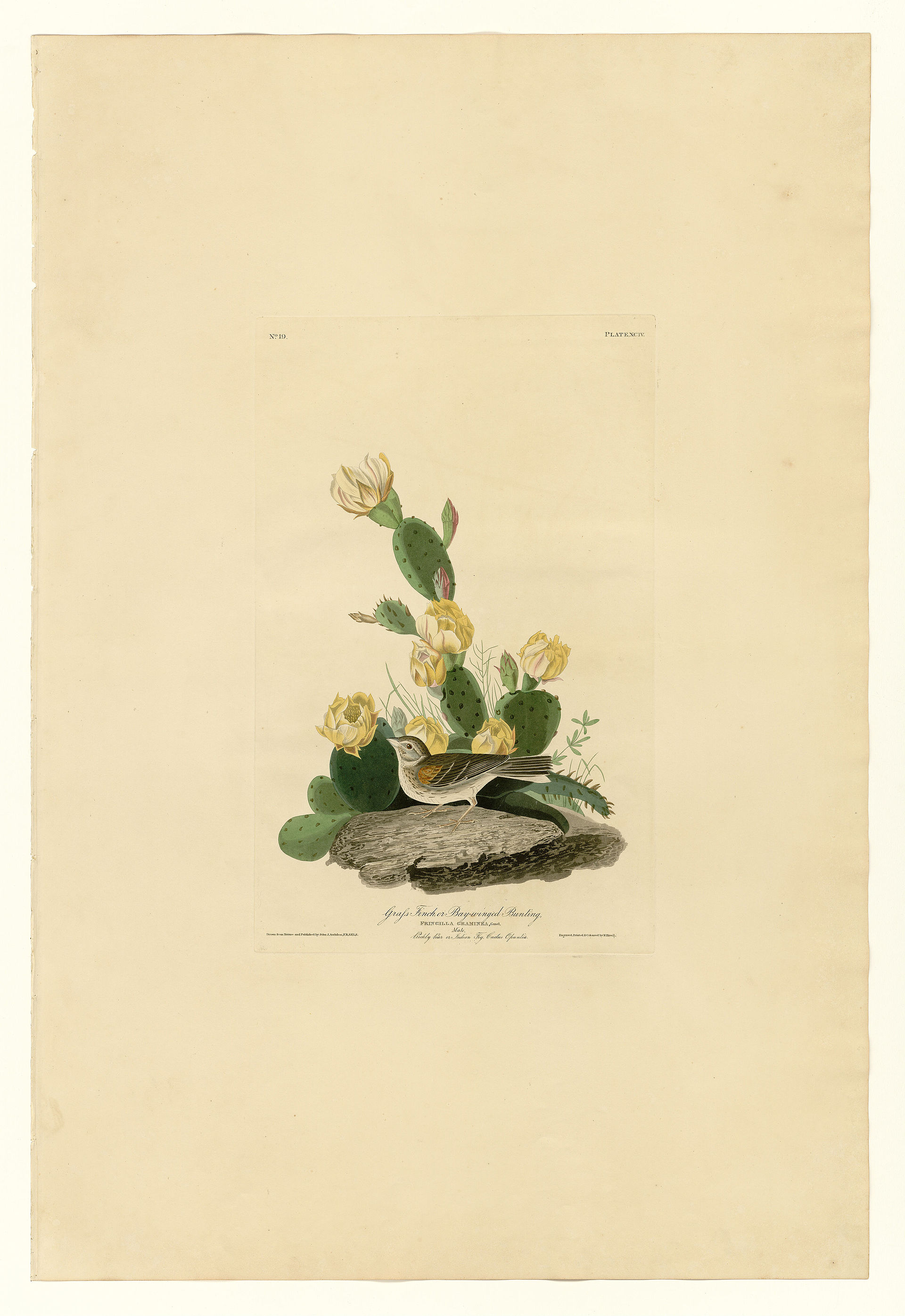 Plate XCIV. Grass Finch or Bay-winged Bunting