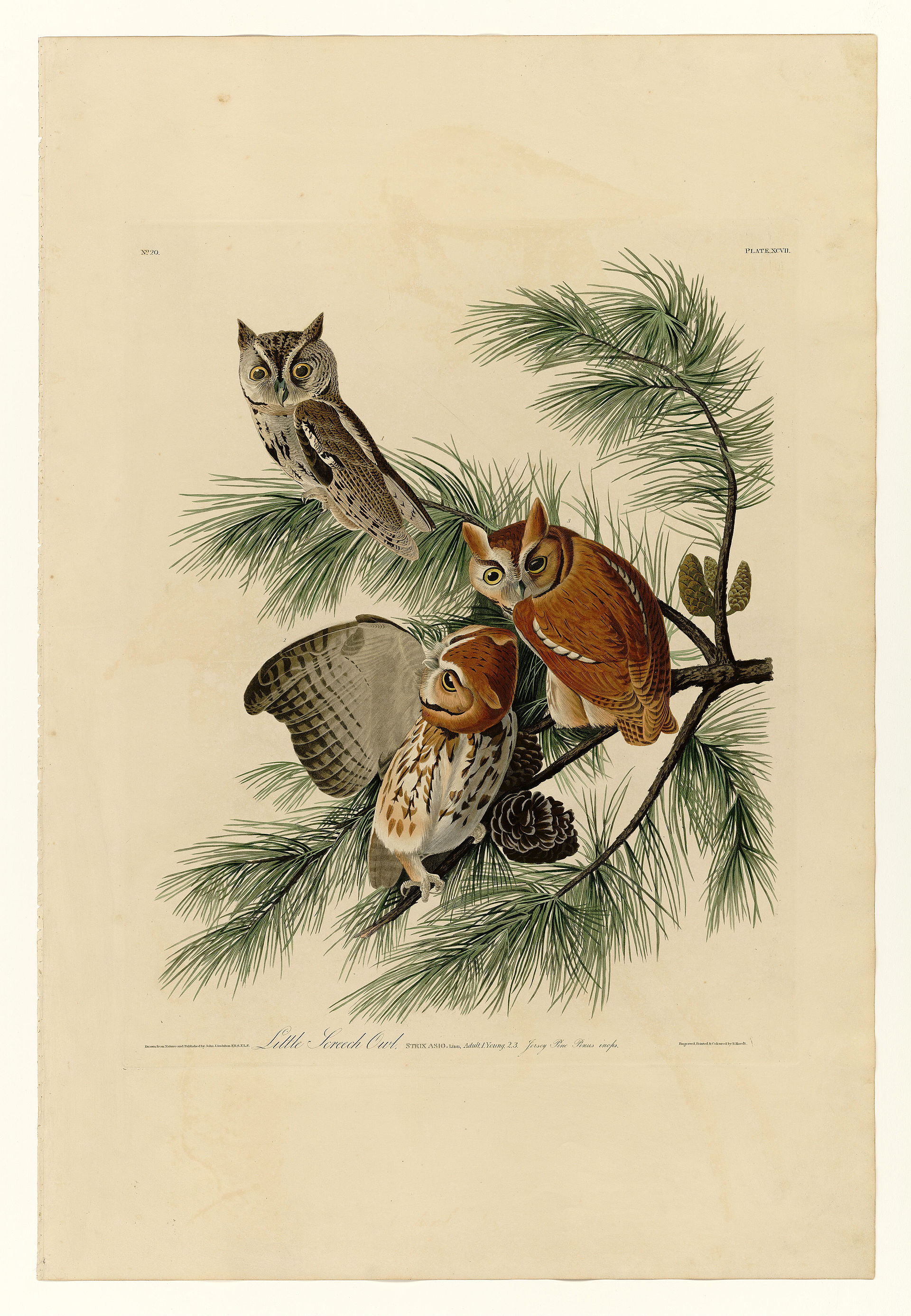 Plate XCVII. Little Screech Owl
